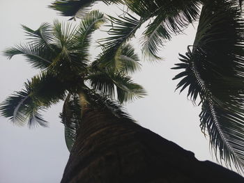 Low angle view of palm tree against sky