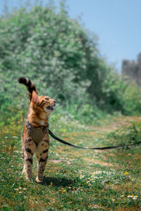 Bengal cat in a leather harness meows, standing on the lawn.