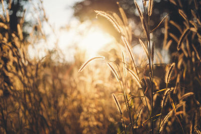 Close-up of stalks in field