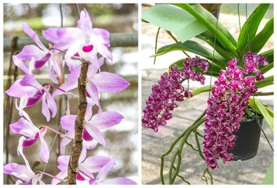 Close-up of pink flowering plants