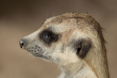 Close-up of an animal