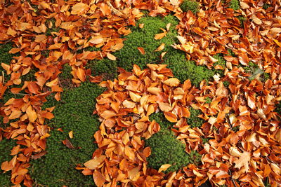 Veluwe park walk