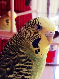 Close up of plant against blurred background