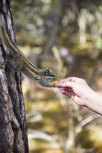 Cropped image of person feeding squirrel on tree trunk