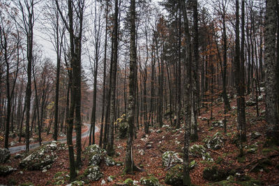 View of trees in forest