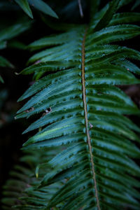 Close-up of dew drops on leaves