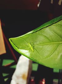 Close-up of insect on leaf