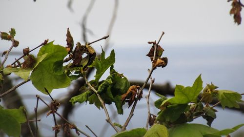 Close-up of fruits on tree against sky