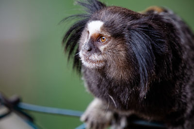 Close-up of monkey