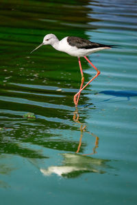 Black winged stilt perching at lake