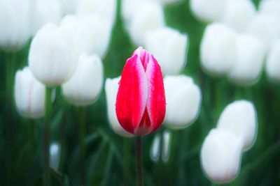 Close-up of red flowers blooming outdoors