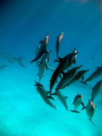 Dolphins. spinner dolphin. stenella longirostris is a small dolphin .