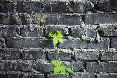 Close-up of ivy growing on brick wall