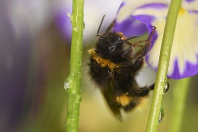 Close-up of bee pollinating on flower