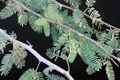 Close-up of plants at night