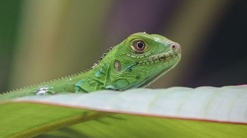 Close-up of green lizard on leaf