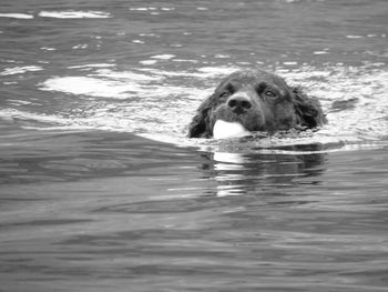 Portrait of dog in swimming pool