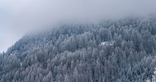 Pine trees in forest against sky during winter