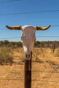 A cow skull on a wooden post on the edge of a pasture, namibia