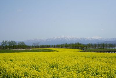 Scenic view of oilseed rape field against sky