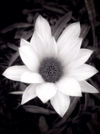 Close-up of white flower blooming outdoors