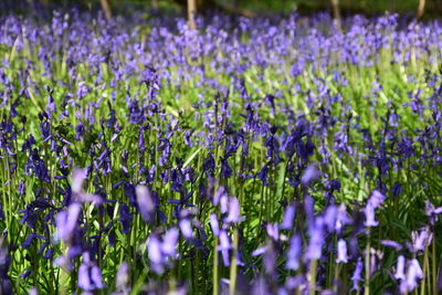 Purple flowers blooming in field