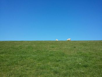 Grassy field against clear blue sky