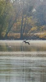 Reflection of trees in water