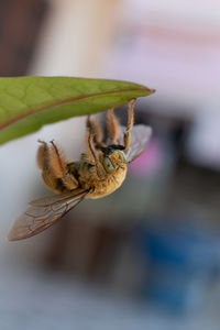 Close-up of insect on flower