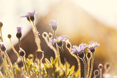 Close-up of purple flowers blooming