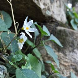 Close-up of white flowering plant