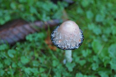 Close-up of wet mushroom growing on plant