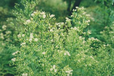 Close-up of white flowers