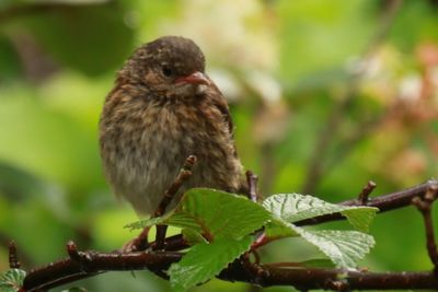 Close-up of bird perching on branch