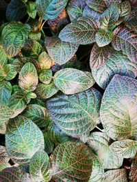 Full frame shot of succulent plants at market stall