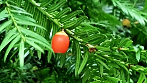 Close-up of strawberry