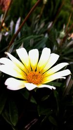 Close-up of white flower blooming outdoors