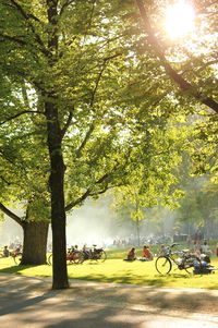 Sun shining through trees