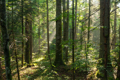 Coniferous forest in fog, plitvice lakes national park, croatia