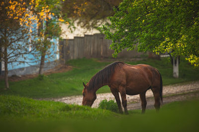 Horse grazing in field