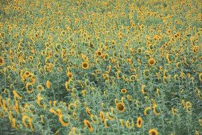 Full frame shot of yellow flowering plants