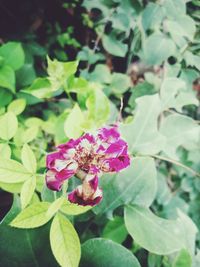 Close-up of pink iris blooming outdoors