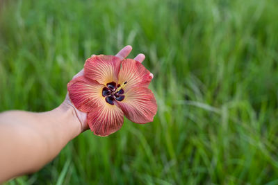Close-up of hand holding red flower on field