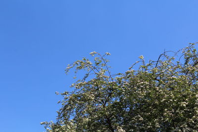Low angle view of flowering plant against blue sky