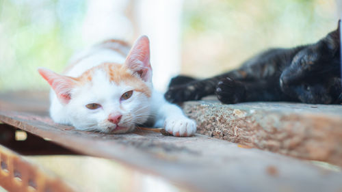 Close-up portrait of a cat