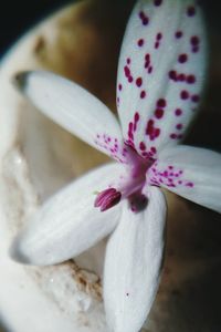 Close-up of flower