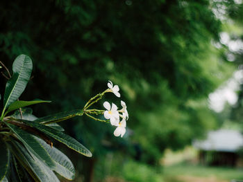 Close-up of white flowering plant