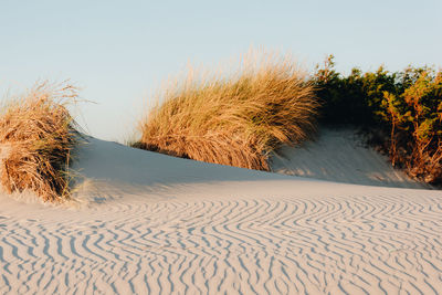 View of sand dunes