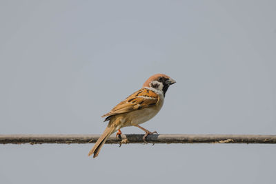 Close-up of bird perching on a branch