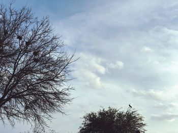 Low angle view of bare tree against sky